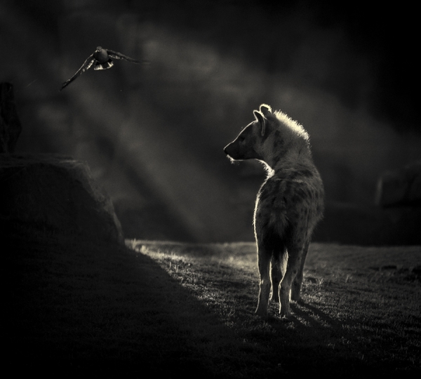 Photograph Juan Luis Duran Hyena With Dove on One Eyeland